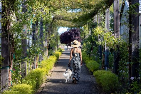 Woman Strolling in Vineyard with Dog On Sunny Day