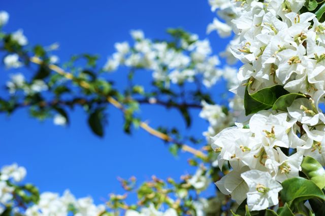 Blooming White Bougainvillea Under Clear Blue Sky - Download Free Stock Photos Pikwizard.com