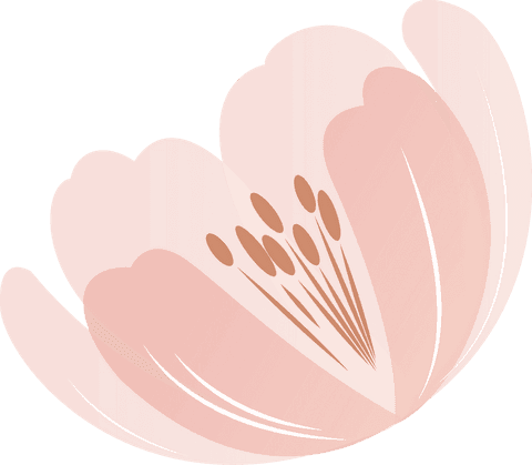 Delicate pink blossom with transparent background