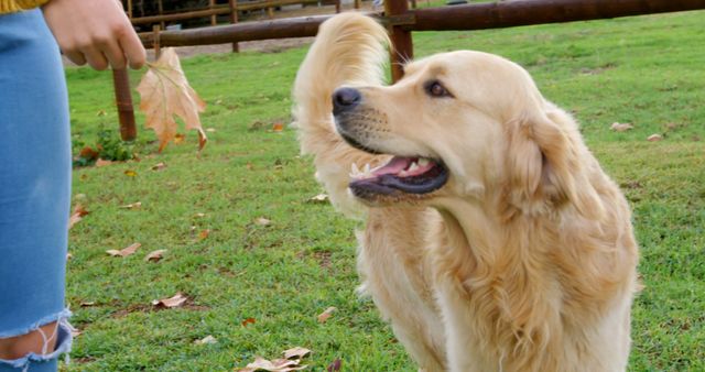 Golden retriever looks happily at person holding a leaf in a park. Great for use in pet care, outdoor activities, playtime, pet training, and family themes.