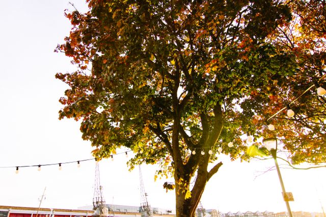Beautiful autumn tree with colorful leaves in a park during sunset. String lights hanging across the branches add a decorative touch. Ideal for seasonal promotions, nature-themed projects, and outdoor event backdrops.