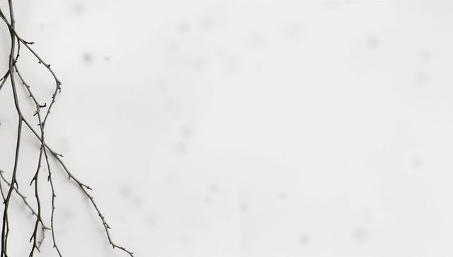 Minimalist bare branches framing empty white space for copy and design