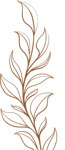 Minimalist Plant Stem with Elongated Leaves Transparent Illustration - Download Free Stock Videos Pikwizard.com