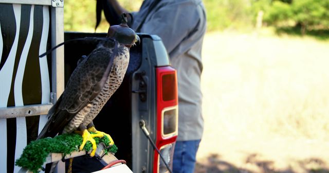 Trained Falcon Wearing Hood Perched on Structure Outdoors - Download Free Stock Images Pikwizard.com