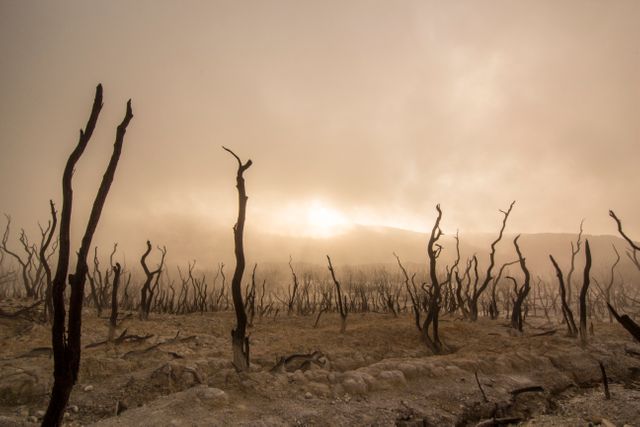 This image depicts a hauntingly desolate landscape with dead trees silhouetted against a misty horizon during sunrise. The barren, eerie setting creates a dramatic and unsettling atmosphere, ideal for illustrating themes related to environmental impact, solitude, or post-apocalyptic scenarios. Use this image for environmental awareness campaigns, as background in storytelling about survival or eeriness, or to evoke strong emotional responses in artistic projects.