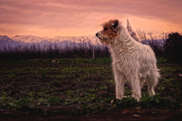 Scruffy terrier dog is standing in a field during sunset with mountains in the distance. The sky is painted in beautiful shades of pink and purple, enhancing the natural beauty of the scene. Suitable for themes like pet love, nature, tranquility, or outdoor adventures. Ideal for use in advertisements, social media posts, or website banners.