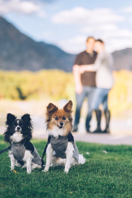 Two small dogs wearing sweaters sitting on green grass with a couple standing blurred in the background. Mountains visible in distance under a blue sky with some clouds. This image can be used for themes related to pets, outdoor activities, autumn scenery, pet-human bond, and animal fashion.