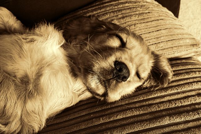 Golden Retriever Puppy Sleeping Peacefully in Cozy Blanket - Download Free Stock Photos Pikwizard.com