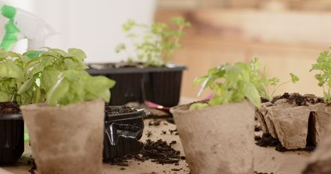 Biodegradable Pots with Basil and Parsley Seedlings