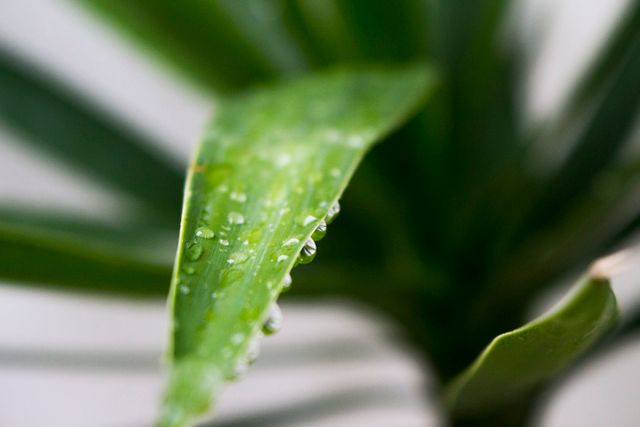 This close-up photo captures the detail of green leaf with droplets of dew against a blurred background. Excellent for articles on nature, freshness, gardening, or plant care, and for use in botanical-themed websites or natural beauty products marketing.
