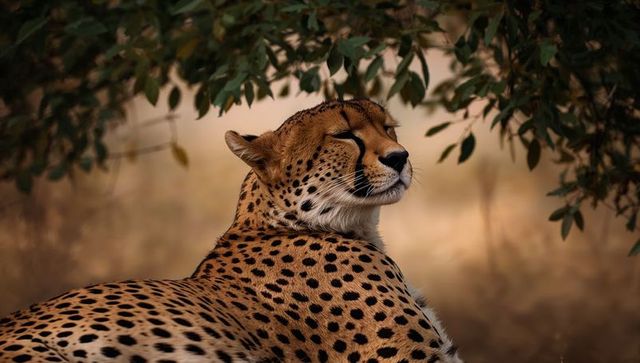 Serene cheetah resting under tree shade