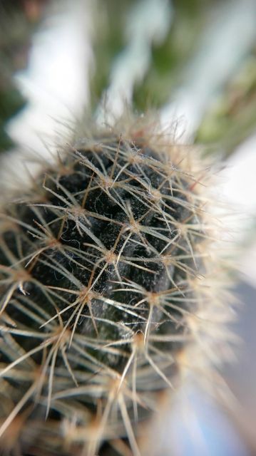 Leaf Plant Cactus - Download Free Stock Photos Pikwizard.com