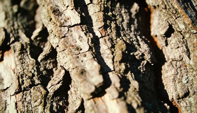 Sunlit tree bark close-up revealing deep fissures, lichen and rugged wood texture