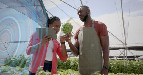 Horticulturalists analyzing basil plants in greenhouse with digital tablet