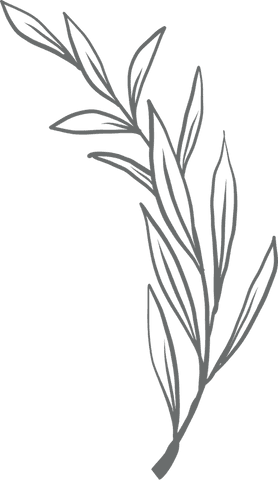 taupe botanical branch illustration on transparent background - Download Free Stock Videos Pikwizard.com