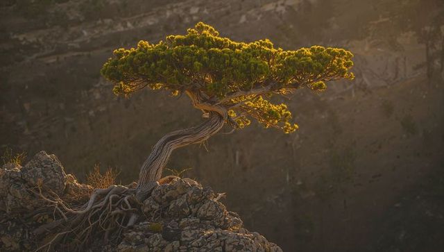 Windswept conifer clinging to cliff with twisted trunk and glowing canopy at golden hour