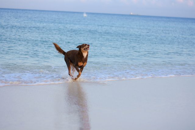 Happy dog running along shoreline in blue ocean waves at sunset. Perfect for pet advertisements, travel blogs, and inspirational content. Can be used in promotions for outdoor pet activities, veterinary services, or beach resort advertisements.