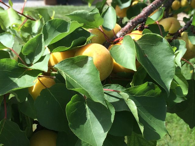Ripe apricots hanging from tree branch surrounded by lush green leaves in sunny orchard. Ideal for use in agricultural marketing materials, fruit harvest promotions, gardening blogs, and organic produce advertisements.