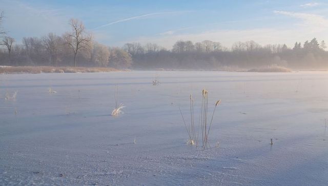 Frozen wetland sunrise with frosted reeds and misty tree line, pastel winter landscape