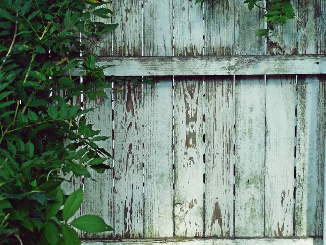 Old wooden fence covered with green ivy. Peeling paint reveals aged wood, creating a rustic and vintage look. Useful for backgrounds, garden-related projects, and themes involving nature, decay, or the passage of time.