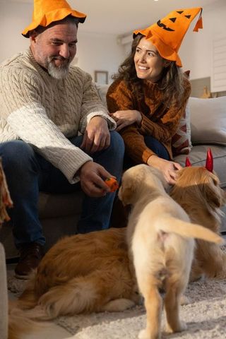 Couple wearing pumpkin hats playing with dogs on couch during cozy halloween evening