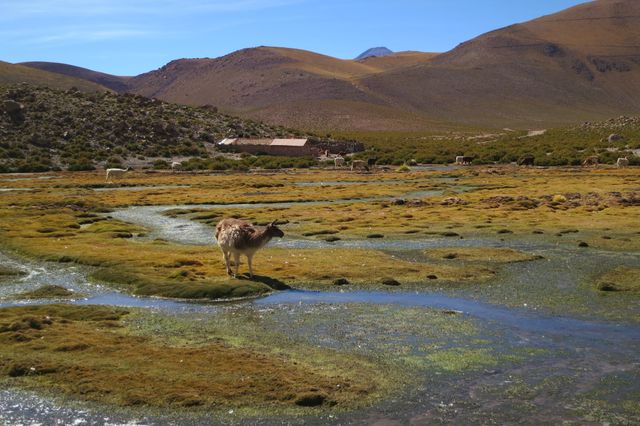 Llama peacefully grazing in scenic altiplano region with mountainous backdrop. Ideal for travel guides, nature enthusiast blogs, ecotourism promotion, and adventure travel websites. Perfect for emphasizing untouched beauty, tranquility, and the unique ecosystem of the South American highlands.