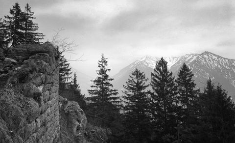 Misty alpine fir forest featuring ancient stone wall and snow-capped peaks in monochrome