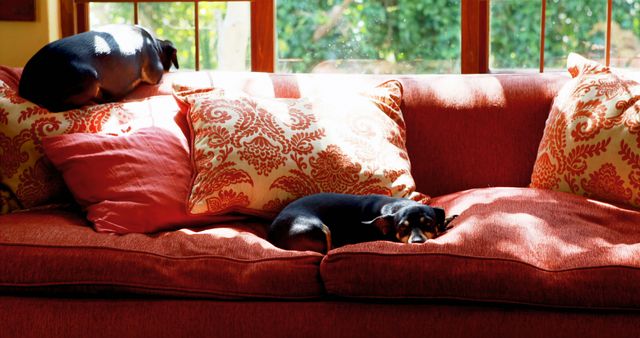 Two small dogs are resting on a red couch with decorative pillows, as sunlight filters through a window behind them. Ideal for themes of home comfort, pet relaxation, indoor living, cozy settings, and domestic life. Suitable for websites, blogs, magazines, and ads about pets, home decor, and cozy living spaces.