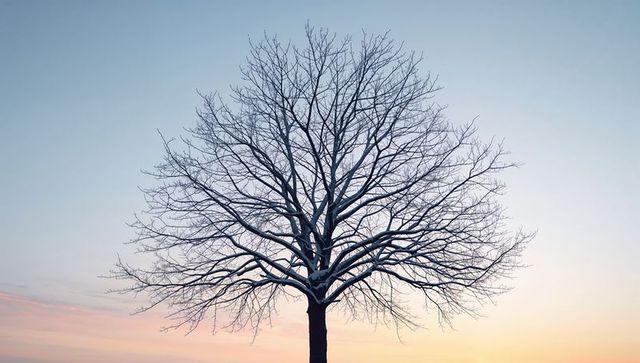 Solitary snow-dusted leafless tree silhouette at pastel sunrise horizon