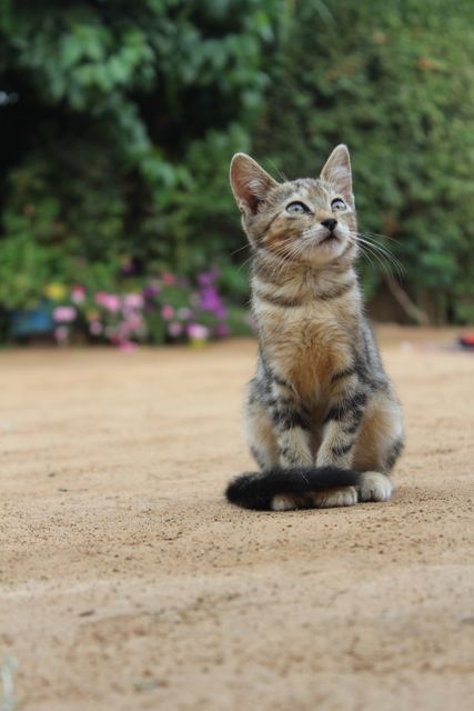Cute Kitten with Striped Fur Sitting Outdoors - Download Free Stock Photos Pikwizard.com