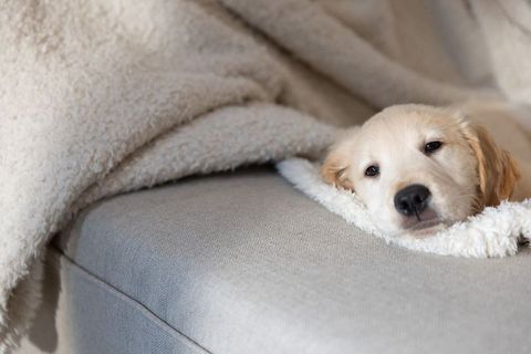 Cozy golden retriever puppy resting under cream sherpa blanket on light grey sofa cushion