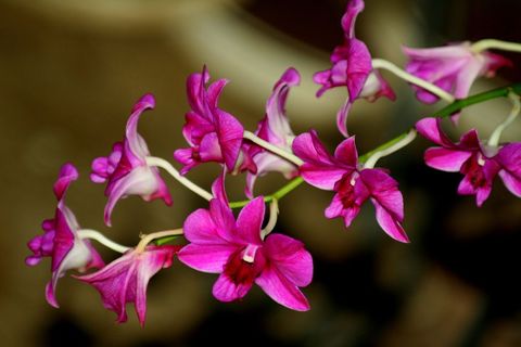 Magenta orchid spray blooming on arching stem with dark bokeh background