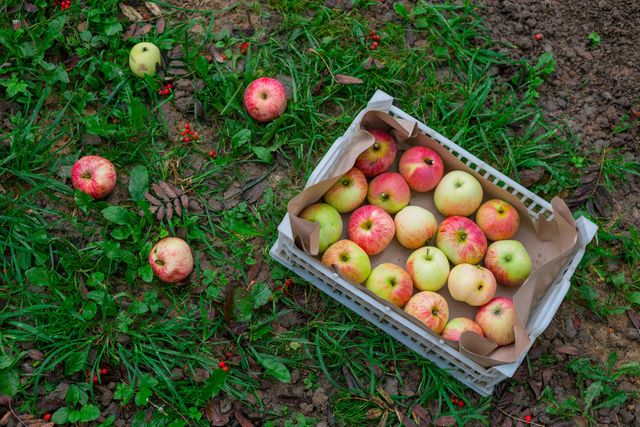 Vibrant apples in crate placed on grass, symbolizing organic farming and fresh produce. Ideal for marketing materials on healthy eating, farm-to-table concepts, and natural living.