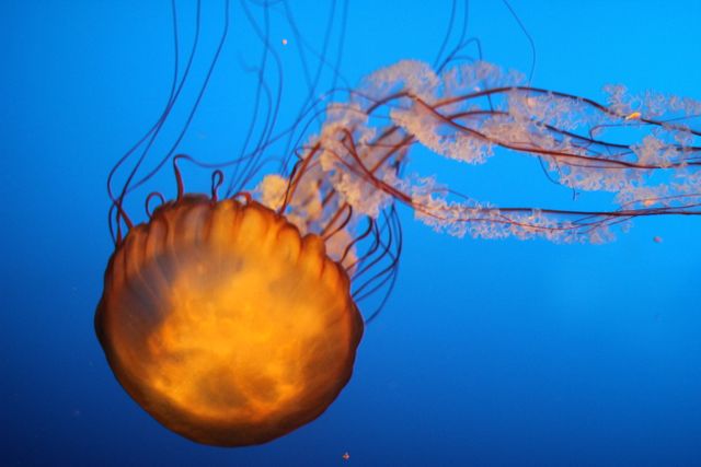 Image displays a vibrant jellyfish with glowing, orange hues and long, elegant tentacles floating against a vivid blue background. Ideal for marine biology projects, underwater themed designs, nature documentaries, and decoration for aquatic-related spaces. This mesmerizing depiction of a bioluminescent sea creature captures the beauty and mystery of ocean life.