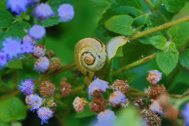 Snail rests on vibrant flowers and green leaves in a garden. Ideal for topics on nature, wildlife, gardening, and macro photography. Can be used in blogs, educational materials, nature documentaries, or decorative wall art.