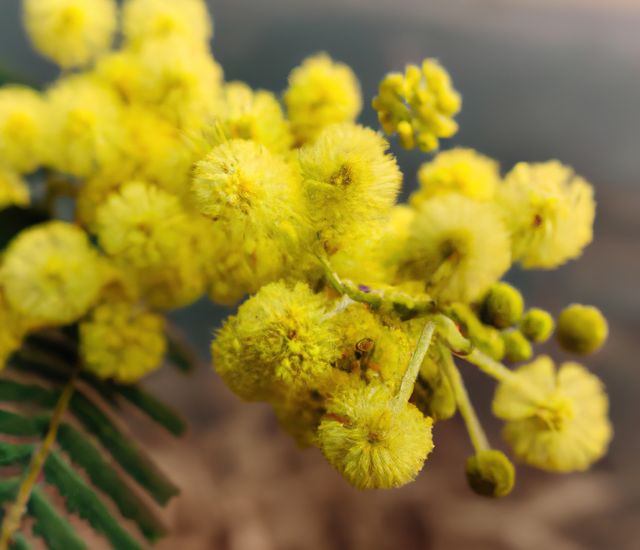 Yellow mimosa flowers in full bloom, displaying their delicate, fuzzy petals. Ideal for use in nature-themed projects, botanical studies, gardening content, and floral arrangements. Perfect to highlight the beauty of springtime or illustrate floral articles.