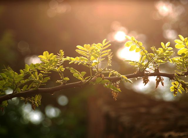 Sunlight filtering through fresh green leaves on tree branch with background blur. Perfect for use in nature blog posts, tranquil backgrounds, environmental campaigns, relaxation and wellness promotions, or spring and summer themes.