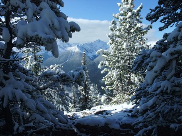 Snow-laden trees frame a pristine view of distant mountains. Perfect for winter, nature, or travel themes, illustrating serene, untouched wilderness and seasonal beauty.