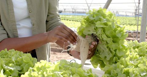Farmer examining lettuce roots in greenhouse for hydroponic growth