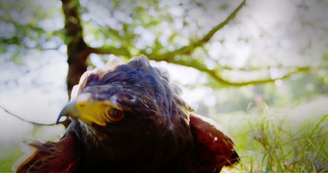 Close Up of Eagle in Forest Illuminated by Sunlight - Download Free Stock Images Pikwizard.com