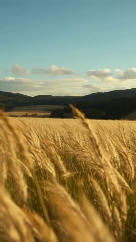 Vertical video showing golden wheat swaying across rolling hills and valley at sunset