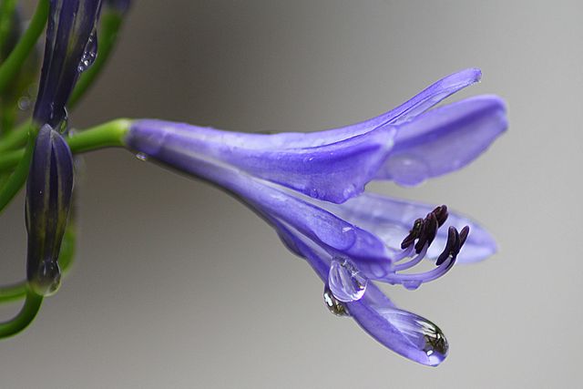 Image depicts a detailed close-up of a purple flower with water droplets, captured in natural light. Ideal for use in nature blogs, gardening websites, botanical studies, or as a decorative background emphasizing tranquility and freshness.