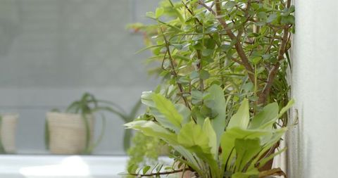 Thriving Greenery on Narrow Urban Balcony Ledge