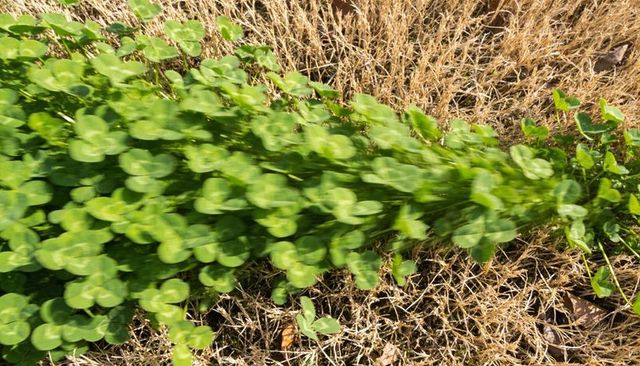 Clover patch running diagonally across dry brown lawn creating strong green contrast
