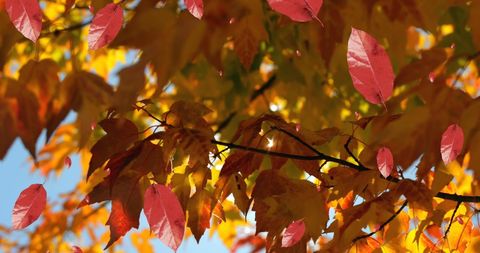 Autumn Leaves Falling Under Blue Sky - Download Free Stock Images Pikwizard.com