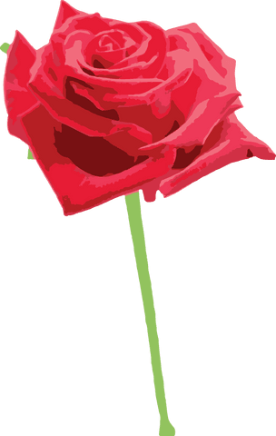 Vibrant red rose illustration on transparent background