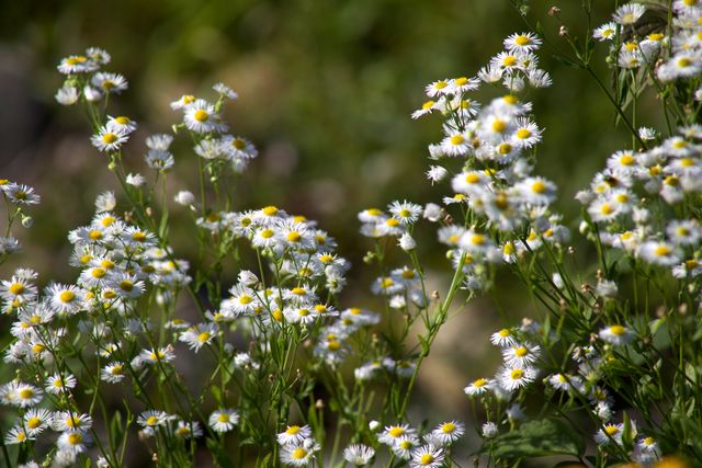 Blooming white daisies in a sunny flower field are glowing under bright sunlight. This image captures the essence of nature's beauty and can be used in various contexts, such as promoting outdoor activities, gardening tools, floral arrangements, or illustrating seasonal changes in blogs and magazines.