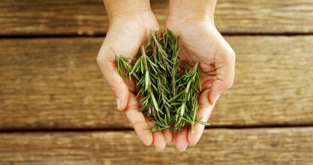 Hands Holding Fresh Rosemary on Wooden Table - Download Free Stock Images Pikwizard.com