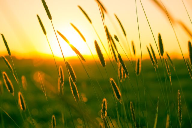 Sunset over wild grass field captures serene beauty during golden hour. Ideal for nature-themed websites, relaxation content, mindfulness images, rural life promotions, desktop wallpapers, and environmental-focused blog posts.