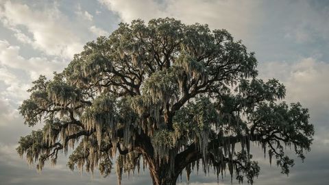 Majestic Oak with Spanish Moss Against Cloudy Sky
